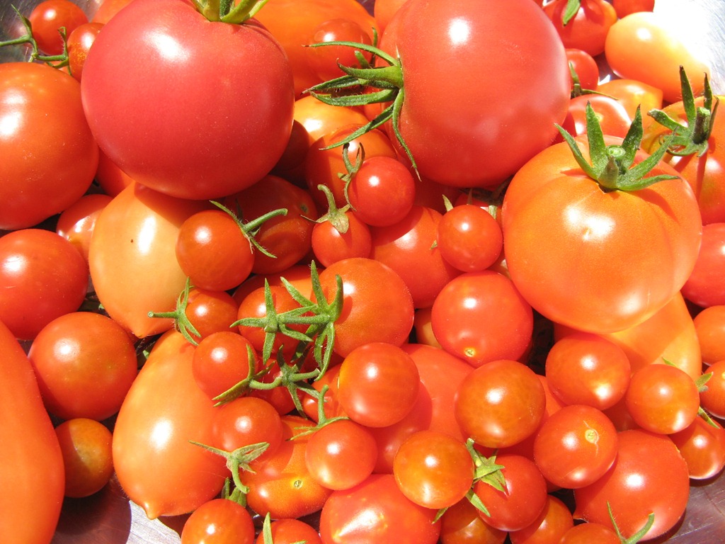 [Tomatoes-25.jpg]