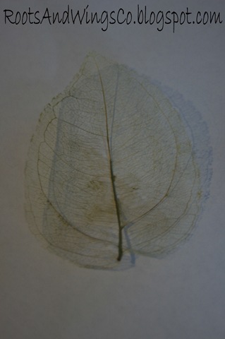 [leafskeletonb3.jpg]