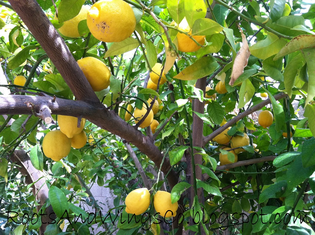 [oranges and lemons a[4].jpg]