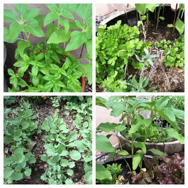 [garden as of april 2011 c[3].jpg]
