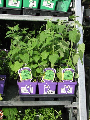 [Catnip[5].jpg]