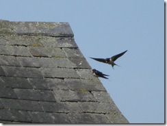 IMG_0013 Swallows at Kings Sutton Lock