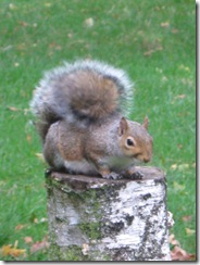 IMG_0061 Squirrel perch