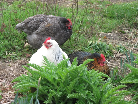 [IMG_0005 sunbathing chickens[6].jpg]