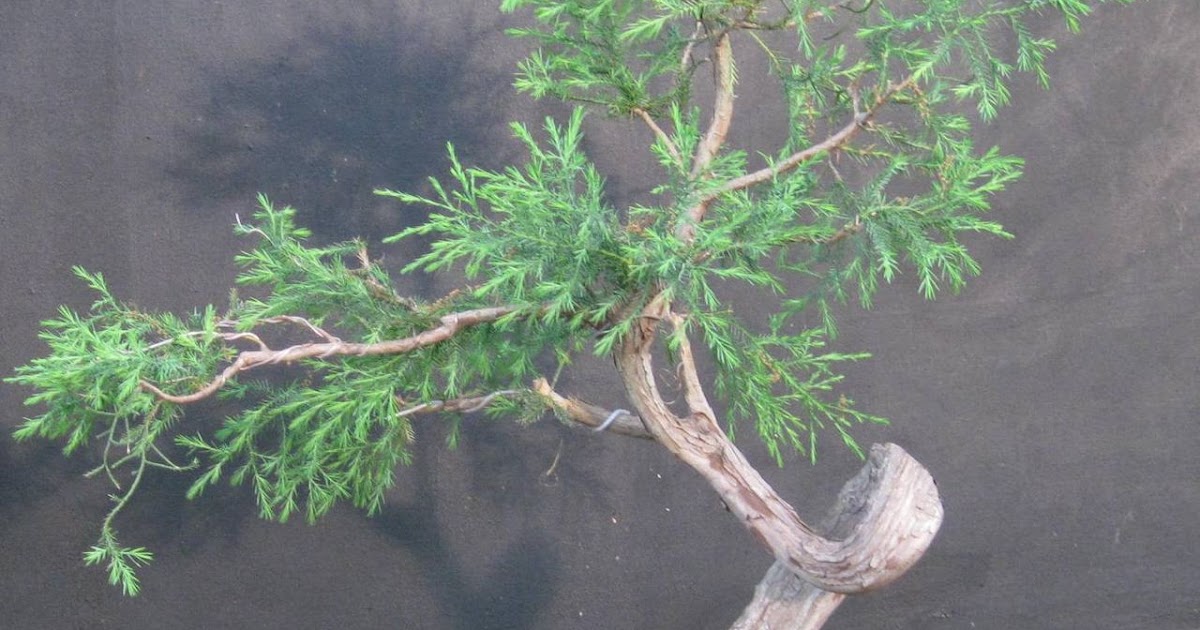 Bonsai Beginnings Eastern Red Cedar