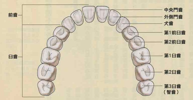 [teeth[2].jpg]