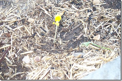 Garden 013