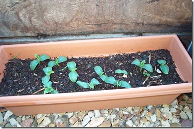 Garden 011
