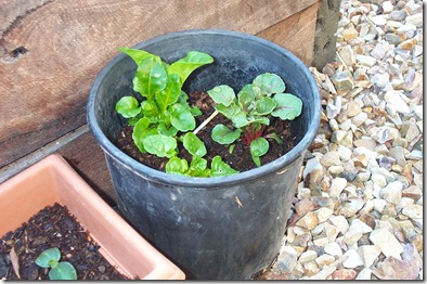 Garden 012