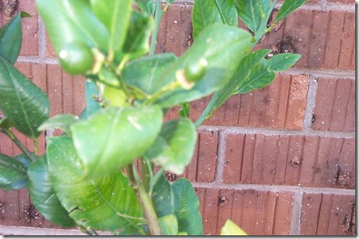 Garden 016