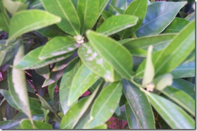 Garden 017