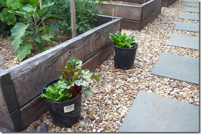 Veggie Patch 006