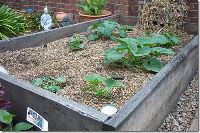 Veggie Patch 007