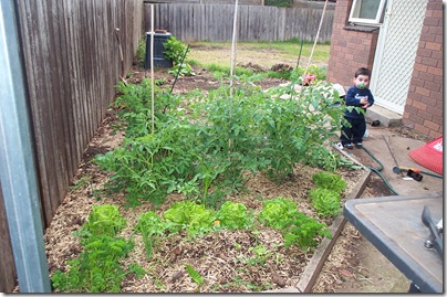 Veggie Patch 002