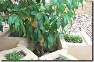 ANZAC Peach