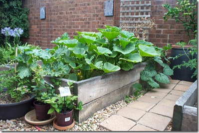Garden Update 010