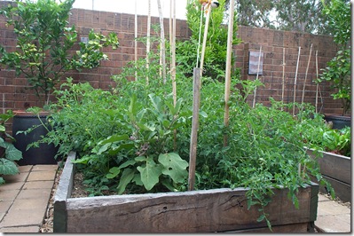 Garden Update 011