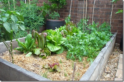 Garden Update 013