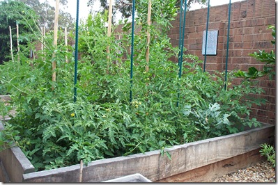 Garden Update 016