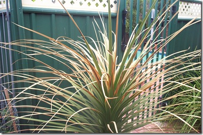 Burnt Garden 007