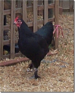 Langshan hens