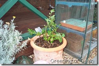 Autumn Garden 004