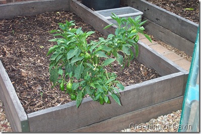 Autumn Garden 009