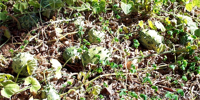 [Horned African Melon patch[4].jpg]