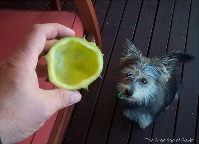 [Horned African Melon Holly[5].jpg]