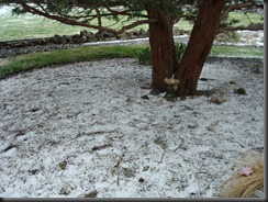 Snow in May 2011-05-08 006