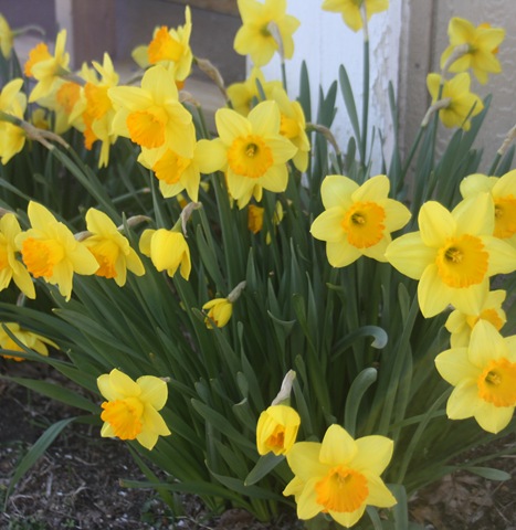 [IMG_0195 (2)[3].jpg]