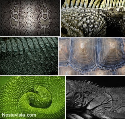 Texturas de reptiles Texturas de reptiles