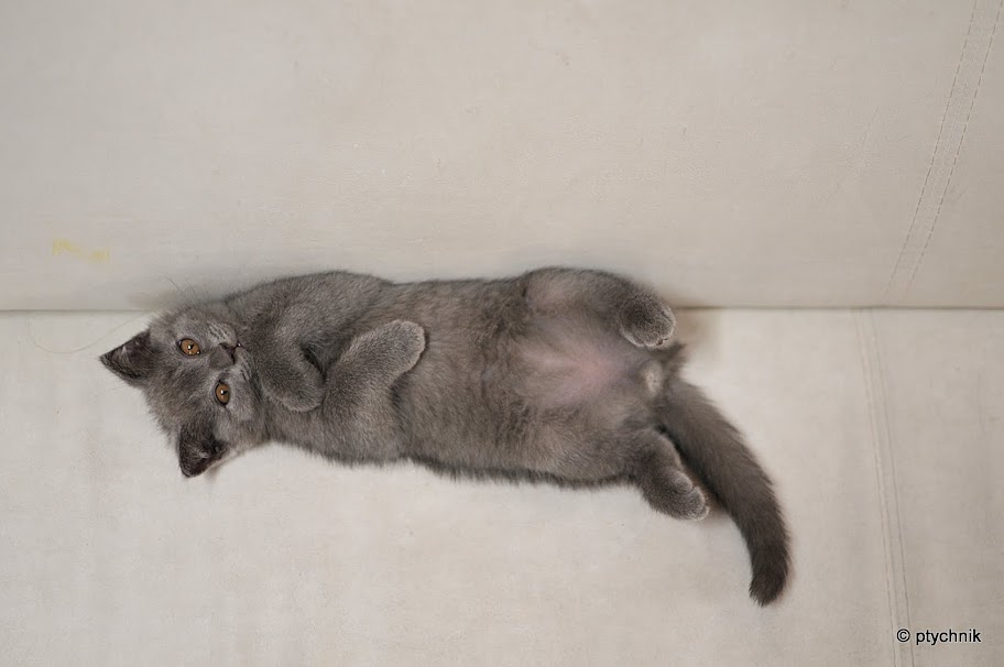 ПУШИСТЫЙ МИР 