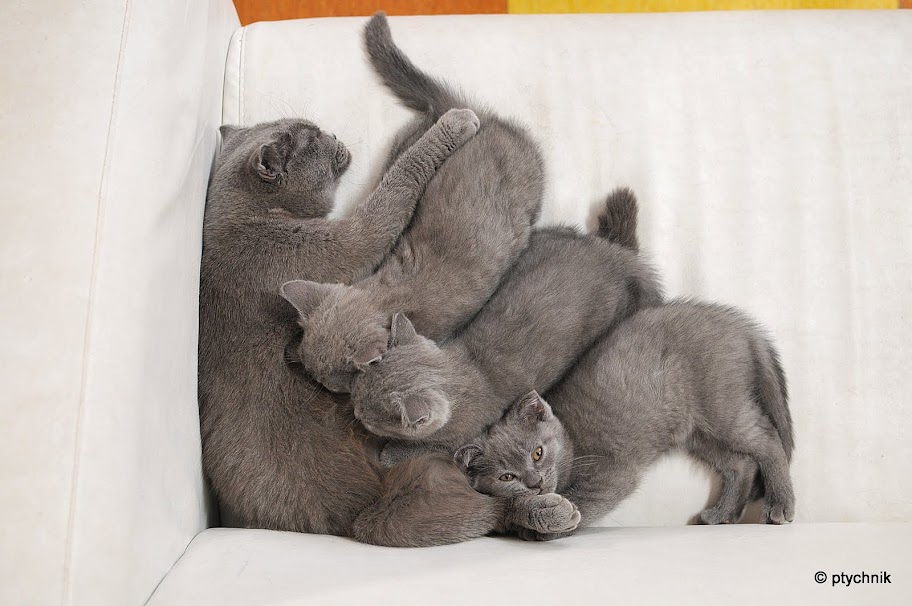 ПУШИСТЫЙ МИР 