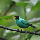 Mielero