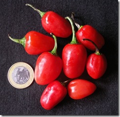 Pepper Mini Pimentao