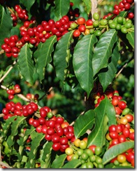 Kona coffee