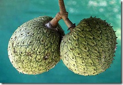 Annona_montana