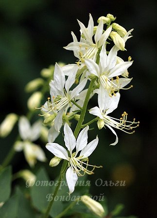 [aaa Allium yunnanense[2].jpg]