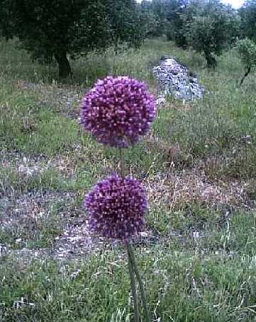 [aaa Allium_atroviolaceum[2].jpg]