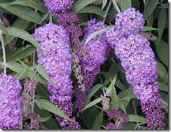 Buddleja davidii