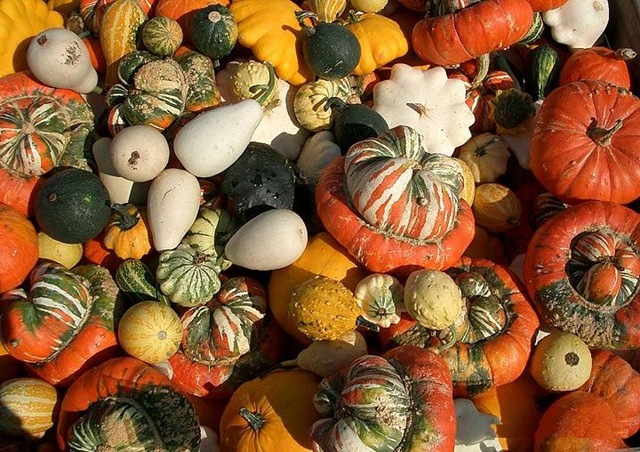 [Cucurbita pepo convar. microcarpina[2].jpg]