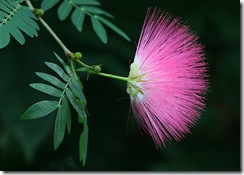 Calliandra surinamensis1 Calliandra surinamensis1