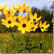 COREOPSIS TRIPTERIS