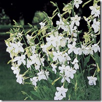Nicotiana_alata grandiflora