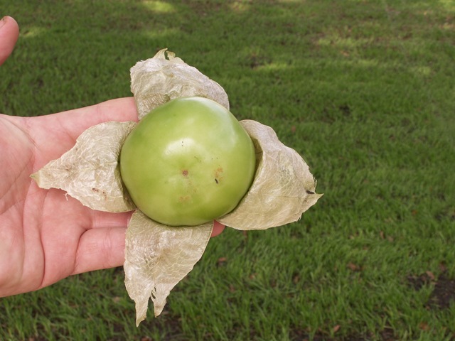 [Tomatillo (2)[2].jpg]
