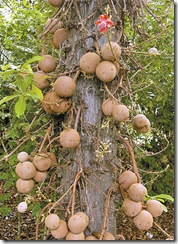 cannonball tree