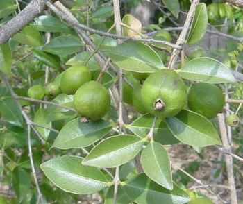 [SartreGuava[2].jpg]