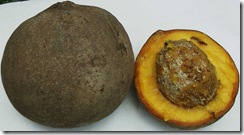 Mammeaamericana1