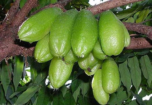 [Bilimbi[2].jpg]